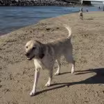 My-10000-Dog2-150x150