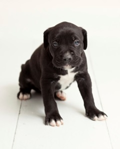 Black boxer hot sale dog