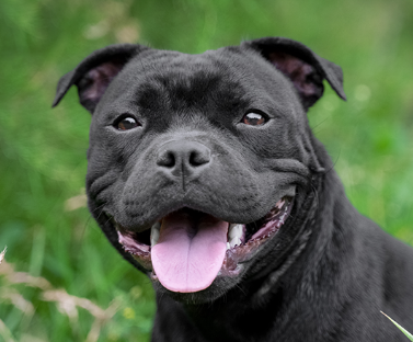 Staffordshire Bull Terrier