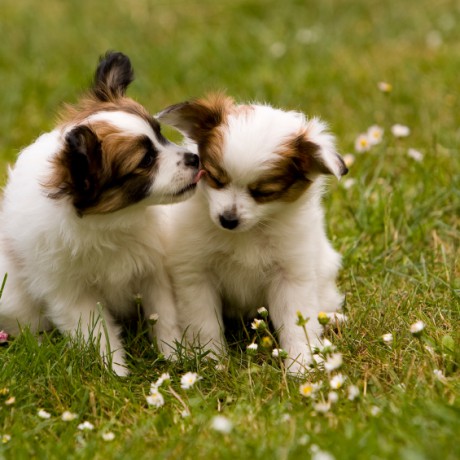 90 papillon-puppy-460x460