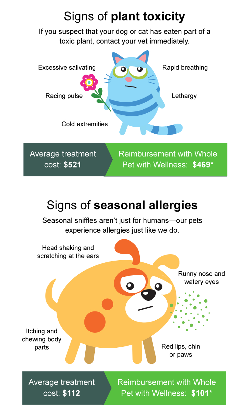 Signs of plant toxicity: Excessive salivating, rapid breathing, racing pulse, lethargy, and cold extremeties. The average treatment of this is $521, but with Whole Pet with Wellness reimbursement, $469. Signs of seasonal allergies: Head shaking and scratching at the ears, runny nose and watery eyes, itching and chewing body parts, and red lips, chin, or paws. Average treatment costs $112. Rimbursement with whole Pet with Wellness: $101.