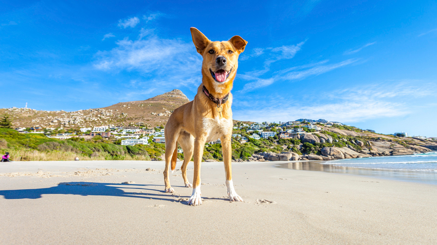 do dogs ears get sunburned