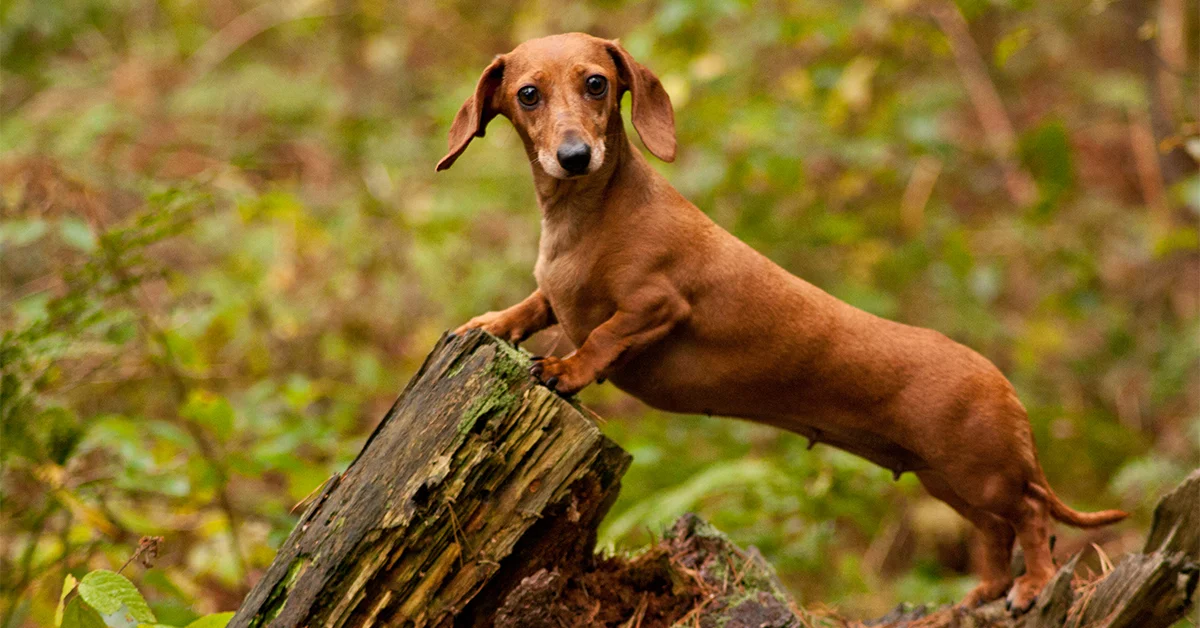 Dachshund a German hund