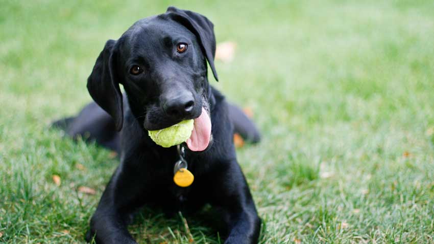 4 Gadgets for Your Pet's Wellbeing