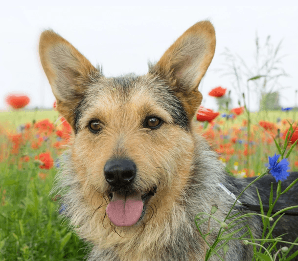 Mixed-Breed Dog (Medium)