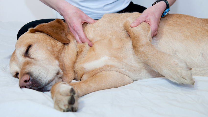 Alternative Therapies for Dogs