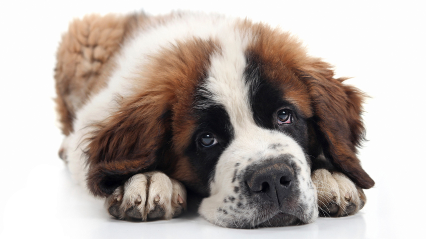 where do st bernard dogs come from