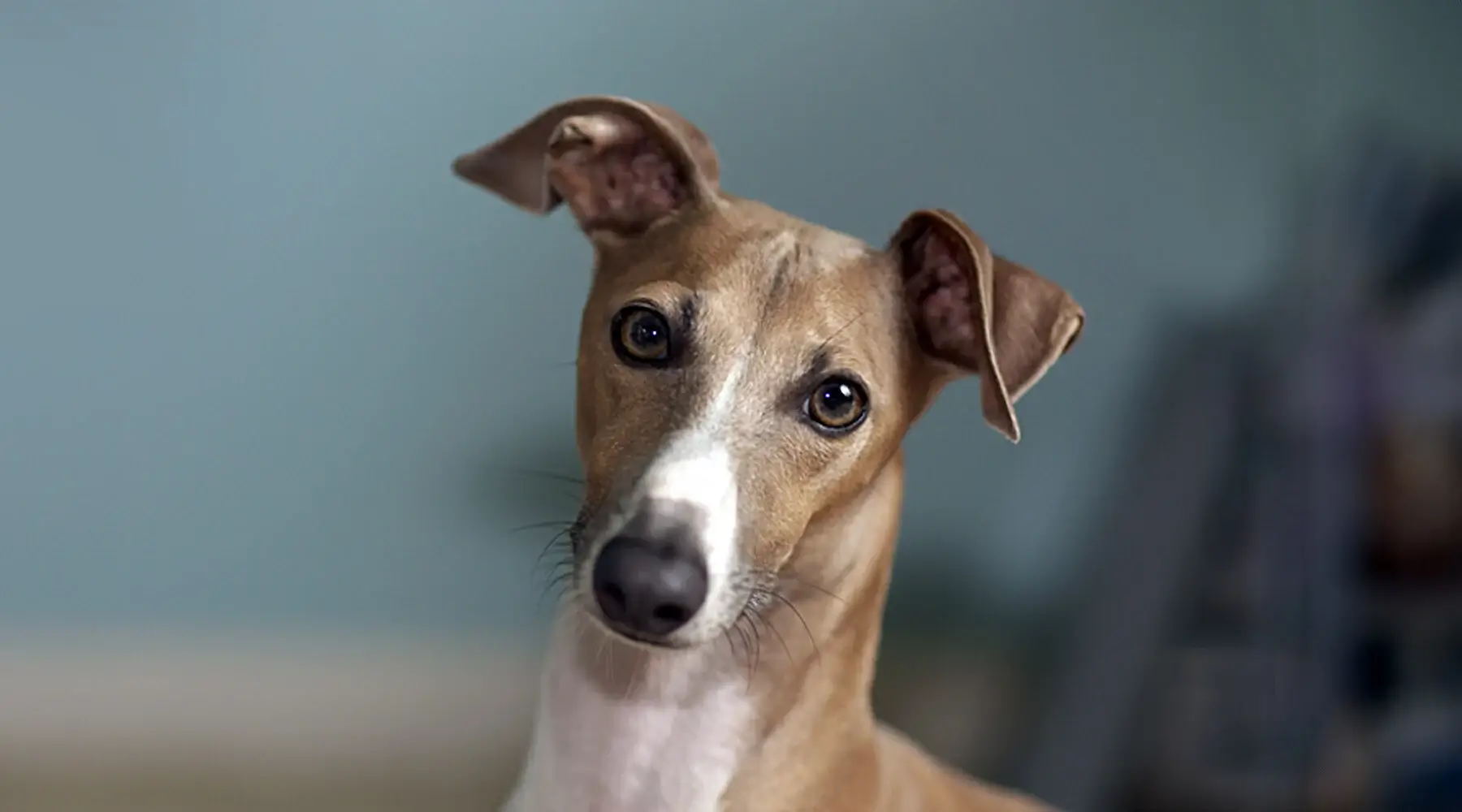 10391C 2025 Spring Companion Pets Best Friend Italian Greyhound