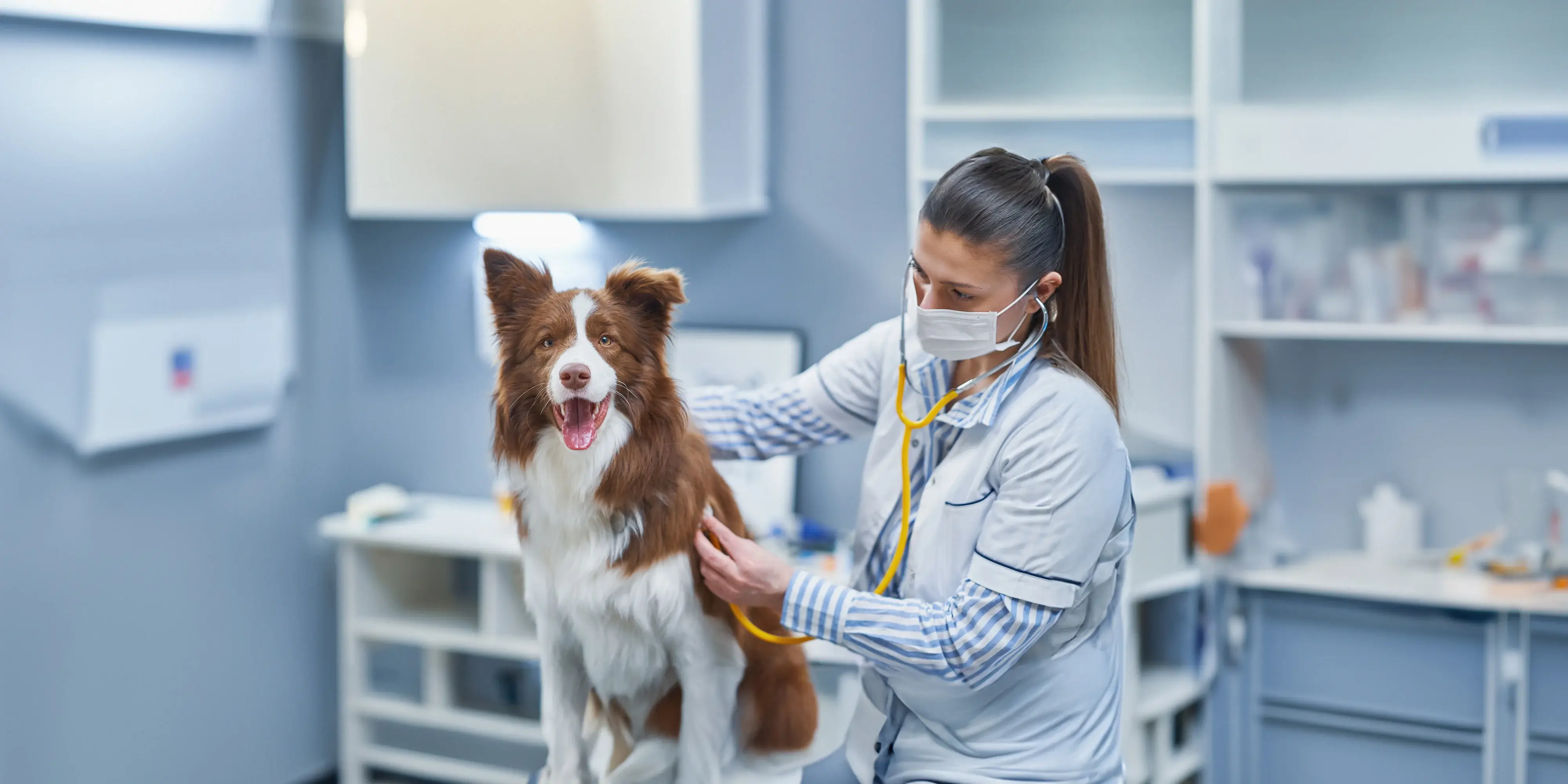 Top 10 most common veterinary claims for dogs and cats