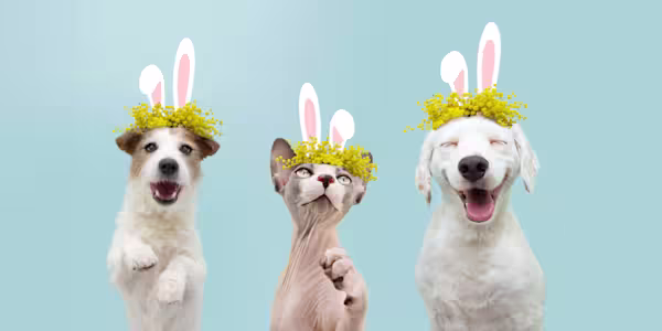 Tips for avoiding Easter pet emergencies