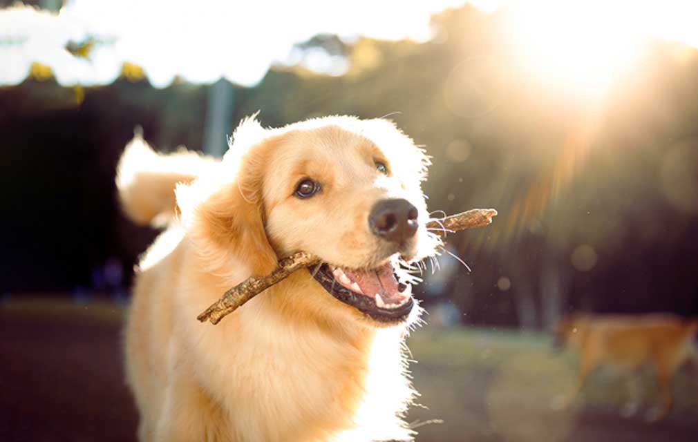 4 ways to prevent pets from getting lost