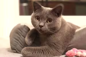 Sir-Pounce-a-Lot