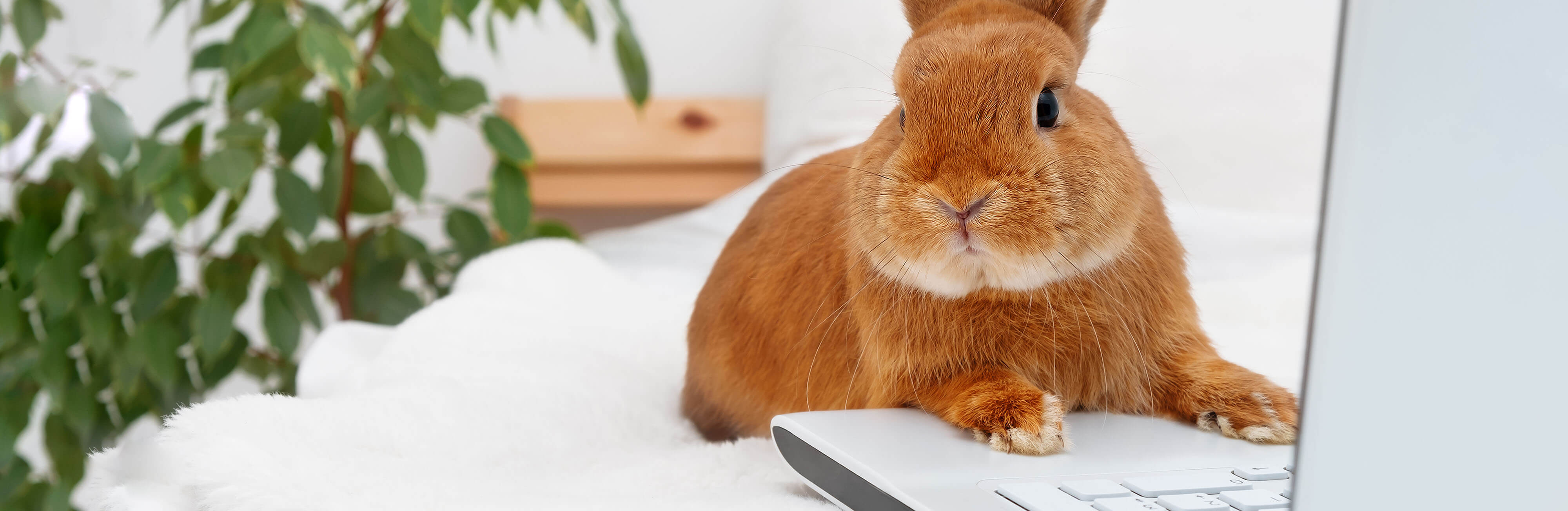 Unexpected pet questions