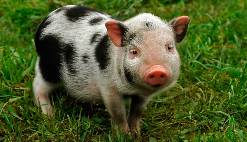 Facts About Teacup Pigs That Aren't So Cute, 42% OFF