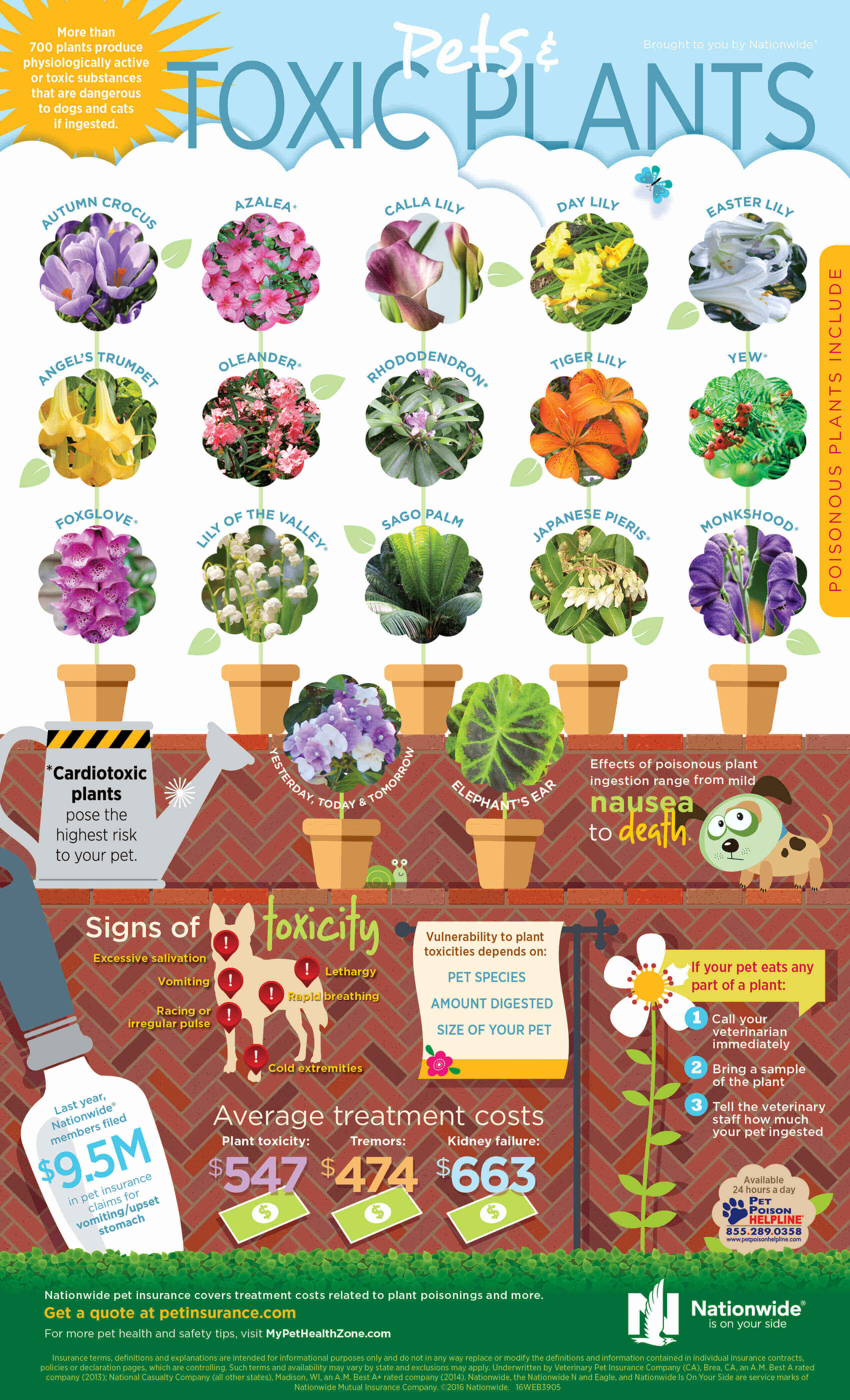 Toxic Plants and Pets Infographic Pet Health Insurance & Tips