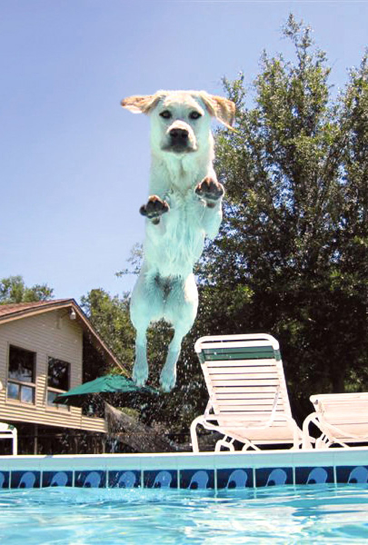 Shaynafinal_300dpi_2_12