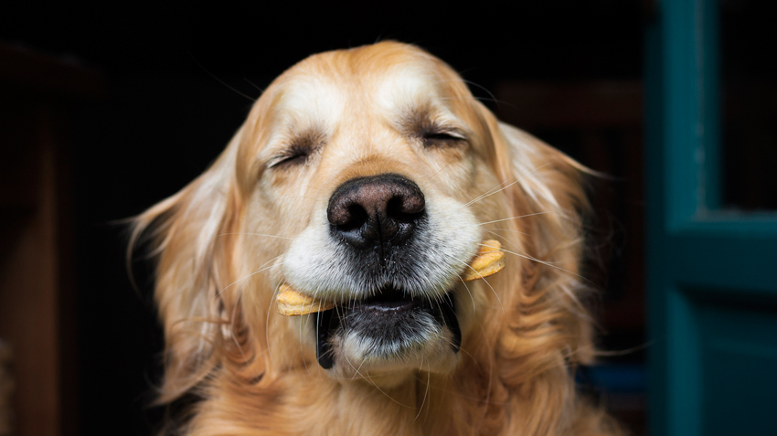 Savory Dog Cookie Recipe