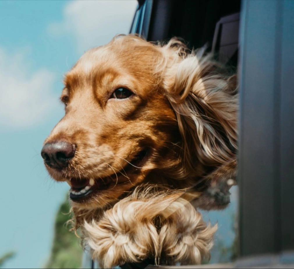 Dog in car with its head out the window