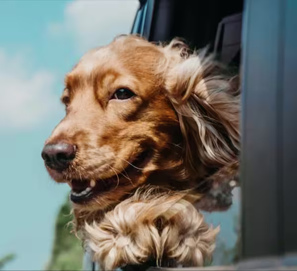 Dog in car with its head out the window