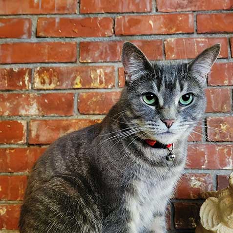 Minerva Meowgonagall