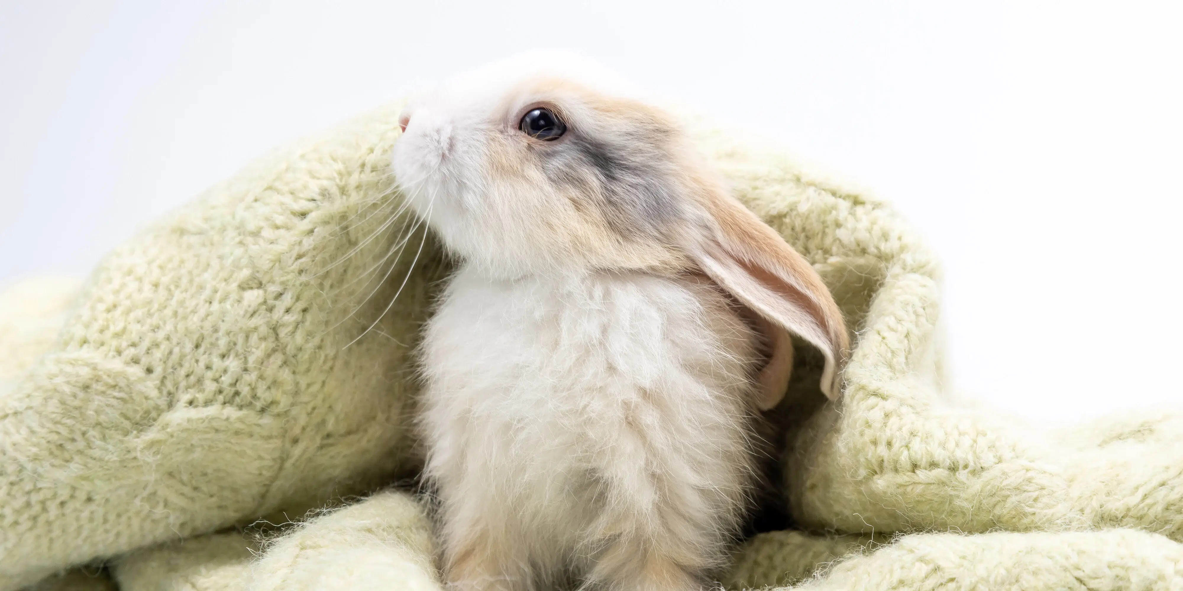 Caring for rabbits during the winter