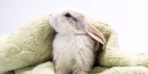 Caring for rabbits during the winter