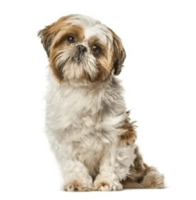 Shih Tzu standing — health planner for puppies through senior dogs
