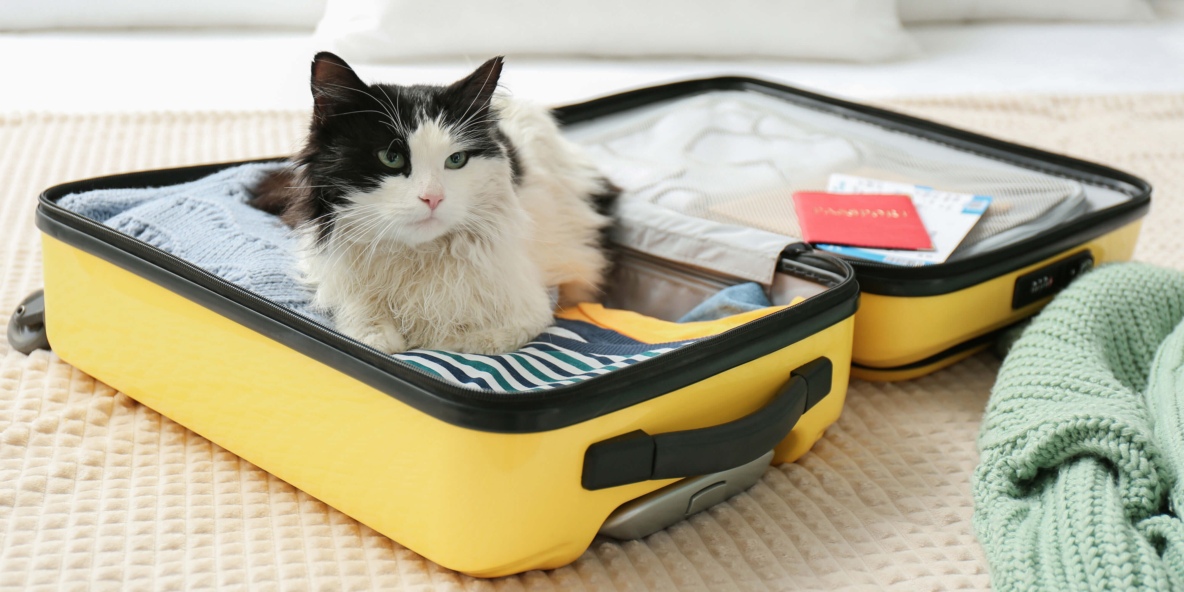 Get your pet ready for a holiday adventure!
