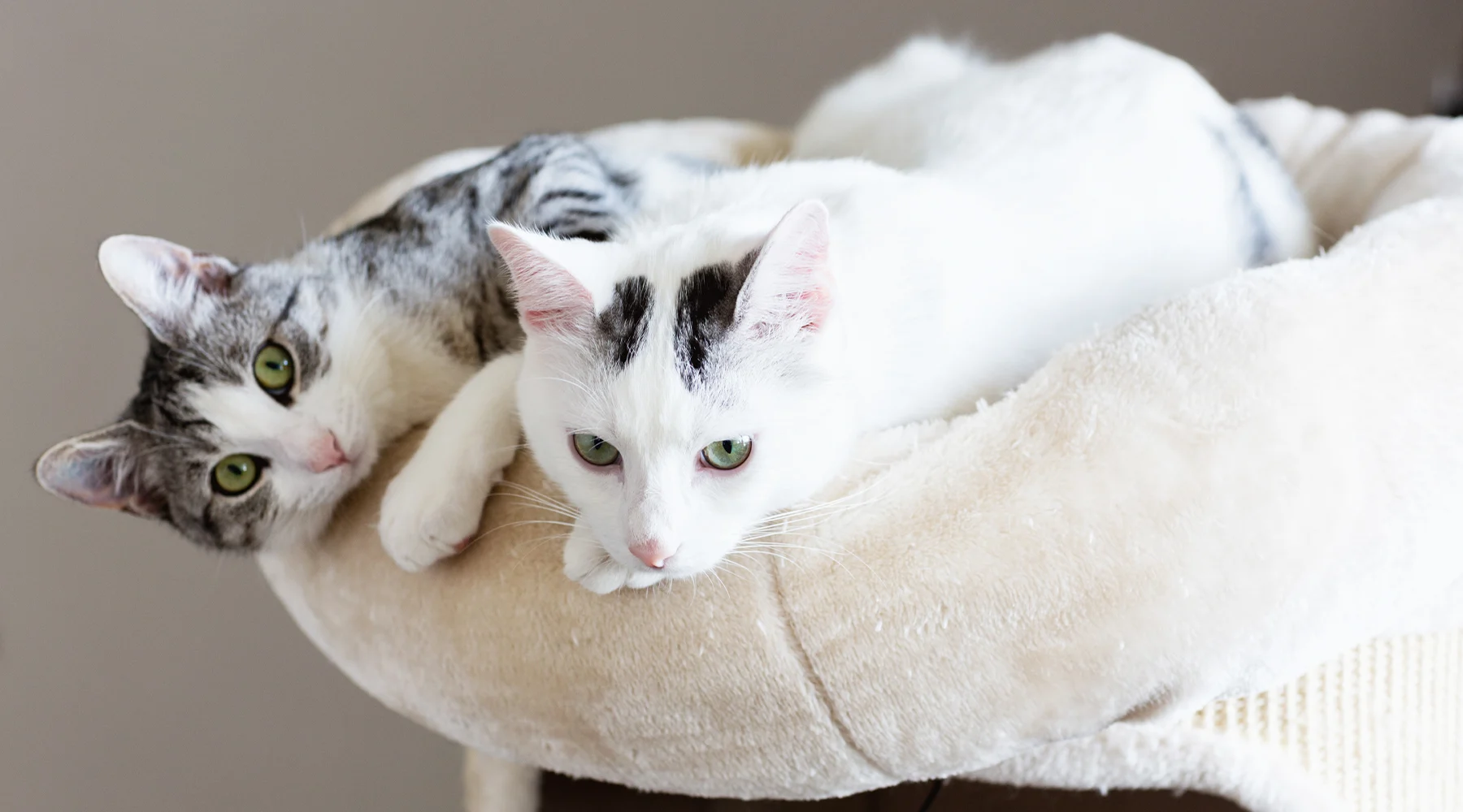 Spring LPThumb IntroCatCat