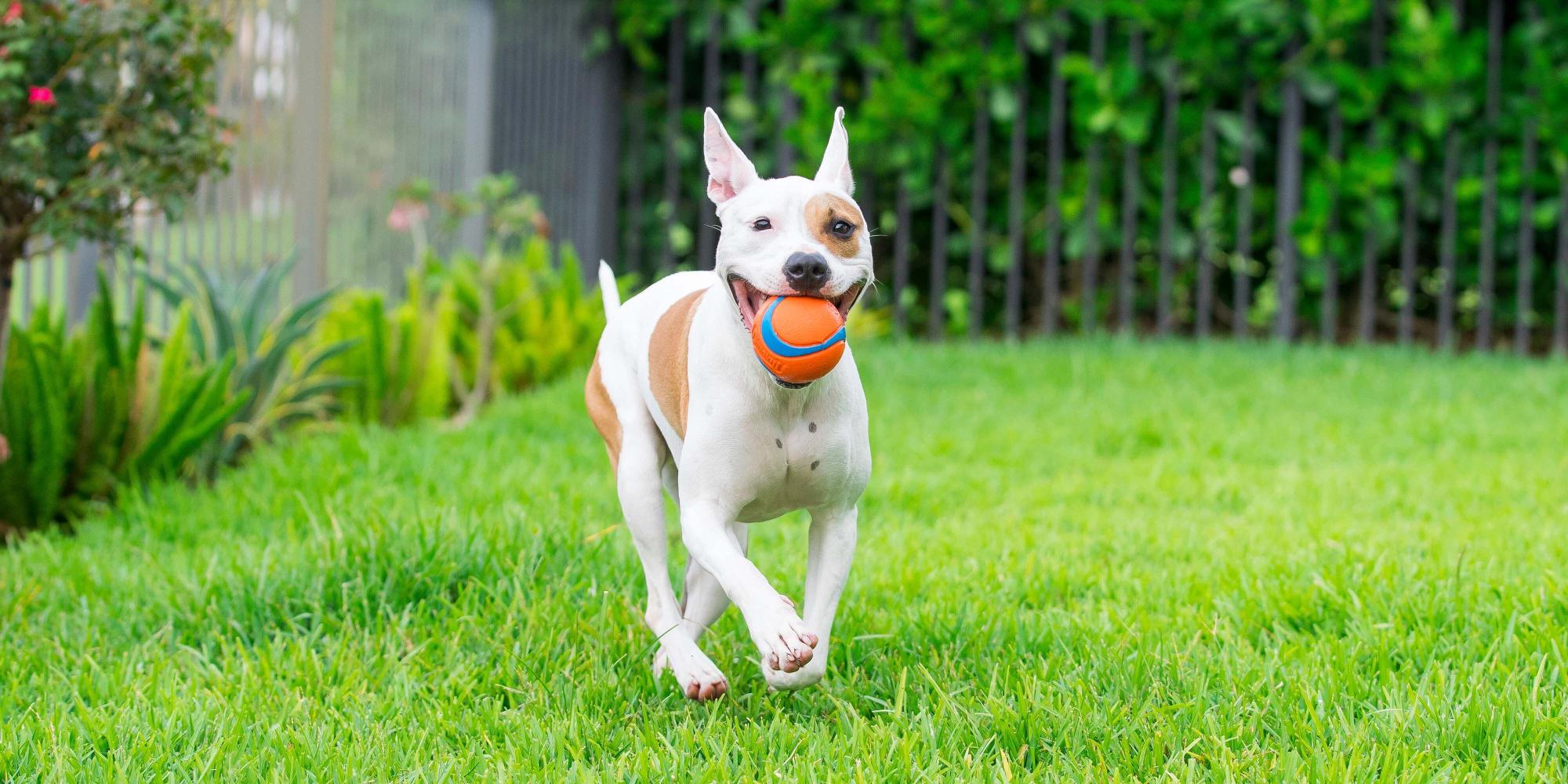 When “having a ball” is no fun for anyone