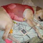 My-10000-Dog1-150x150