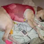 My-10000-Dog1-150x150