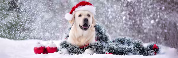 Holiday gift guide for pets