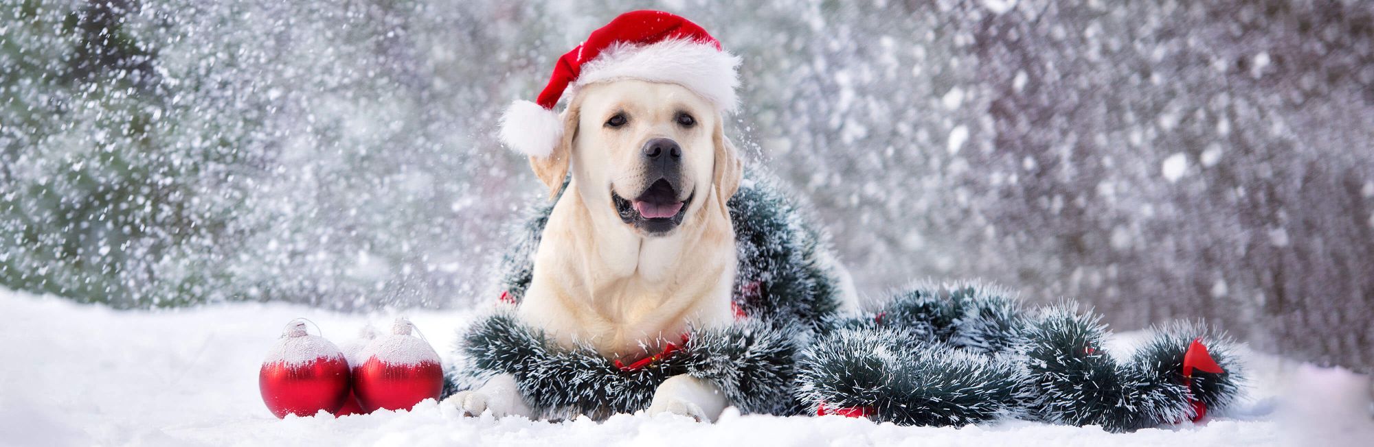 Holiday gift guide for pets