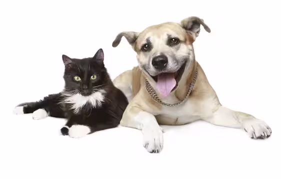 Cat and dog