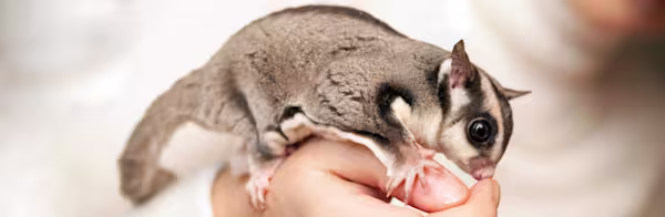 Featured pet: Sugar glider