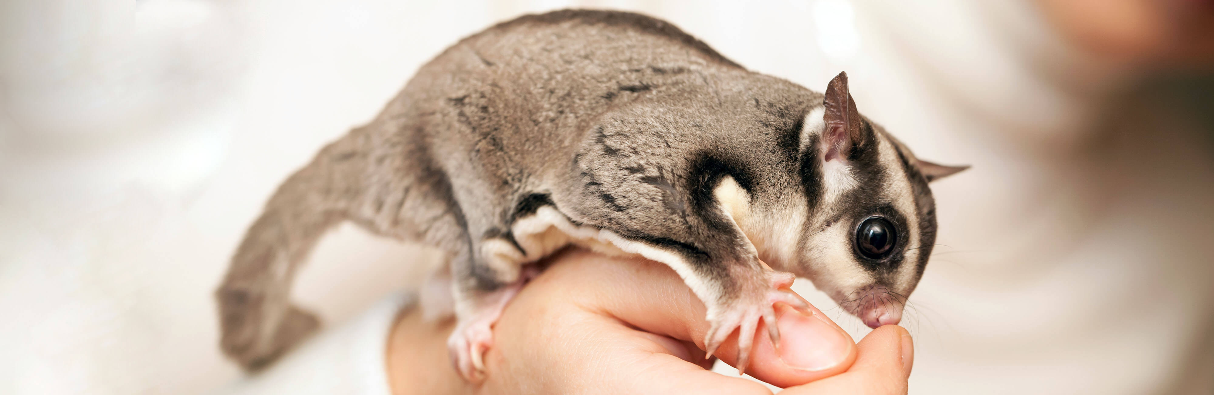 Featured pet: Sugar glider