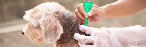 Parasite prevention tips