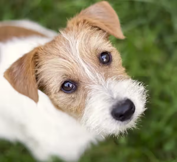 Dog looking up at pet parent