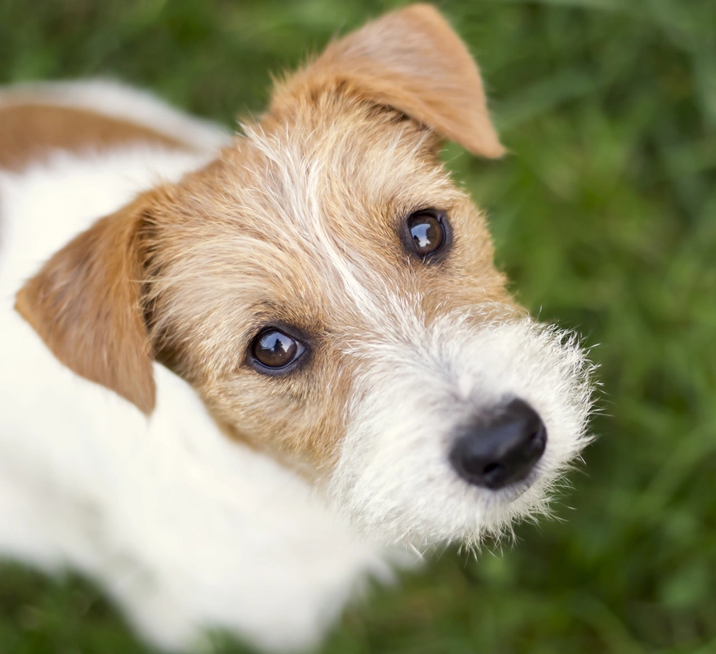 Dog looking up at pet parent