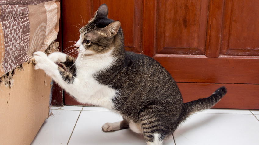 preventing cats from scratching furniture