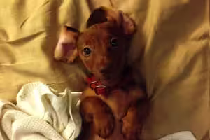 rosie-picklebottom