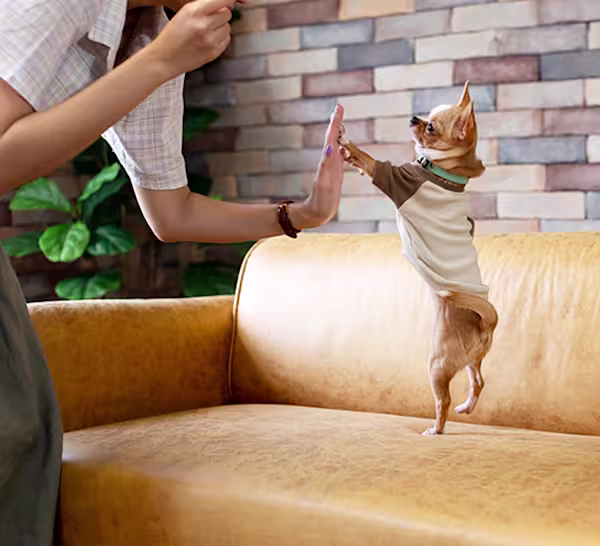 Reduce anxiety for your pet