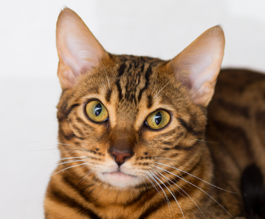 Bengal