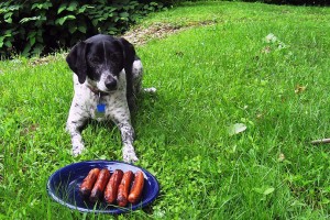 Scooby resists temptation, despite hot dogs tasting better than porcupines