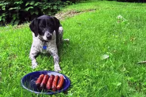 Scooby resists temptation, despite hot dogs tasting better than porcupines