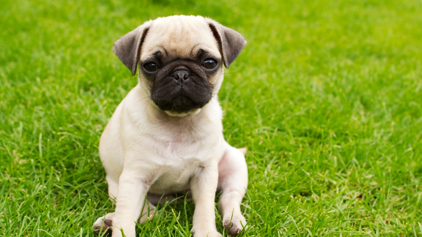 Show me a hot sale picture of pugs