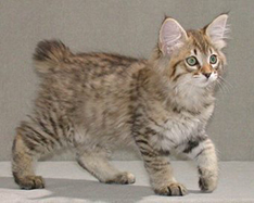 american bobtail kittens for sale
