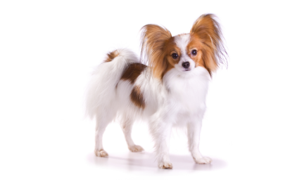Papillon standing — health planner for puppies through senior dogs