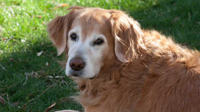 Pet Osteoarthritis